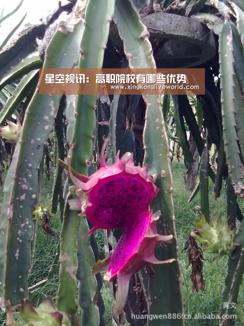 星空视讯