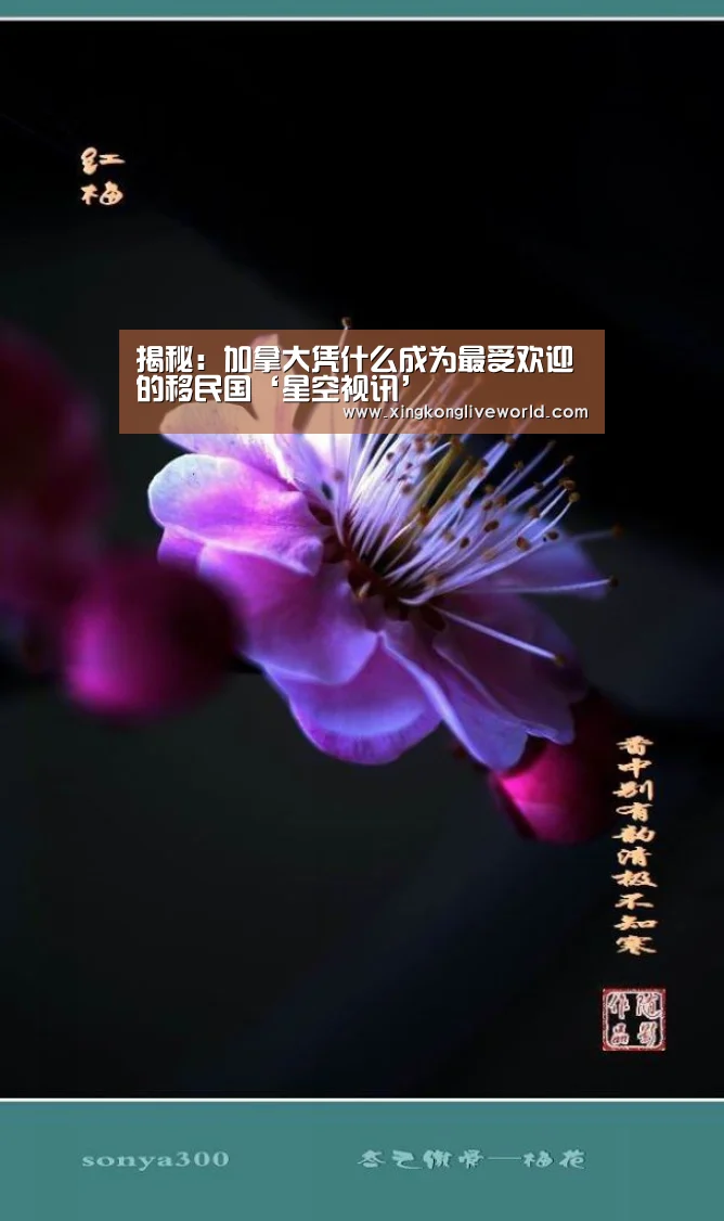 星空百家乐
