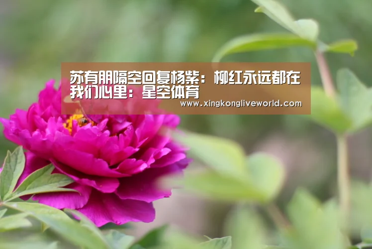苏有朋隔空回复杨紫:柳红永远都在我们心里:星空体育(图3) 星空视讯