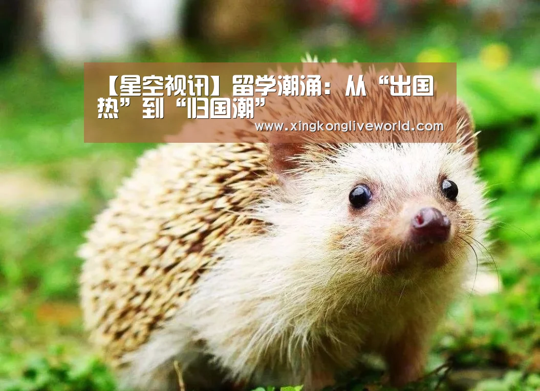 【星空视讯】留学潮涌:从“出国热”到“归国潮”(图1) 星空百家乐